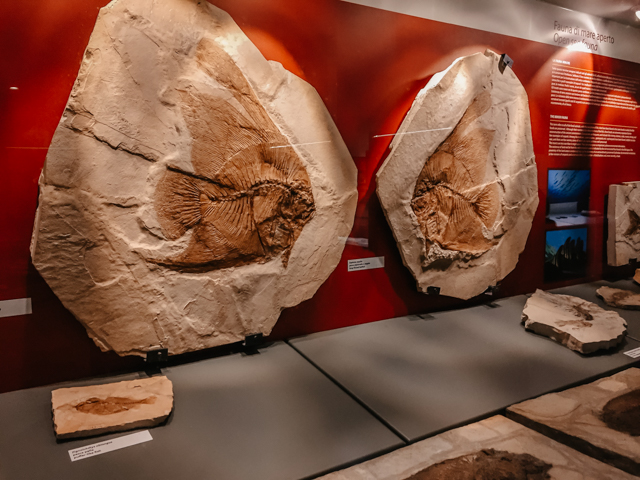 Музей окаменелостей в Болька Италия